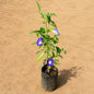Aprajita Any Colour In 4 Inch Nursery Bag