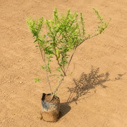 Cuphea Flower Plant In 4 Inch Nursery Bag