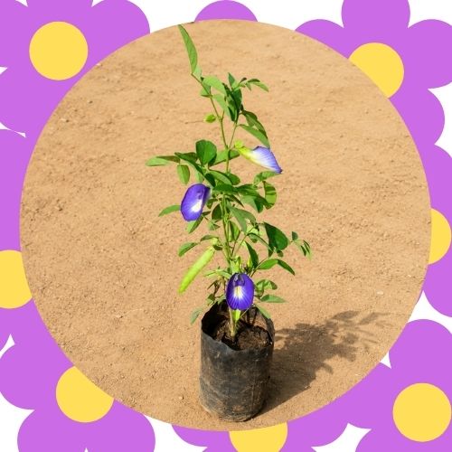 Aparajita Any Colour In 4 Inch Nursery Bag