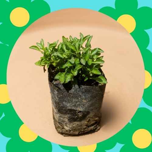 Alternanthera In 4 Inch Nursery Bag