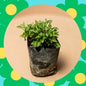 Alternanthera In 4 Inch Nursery Bag