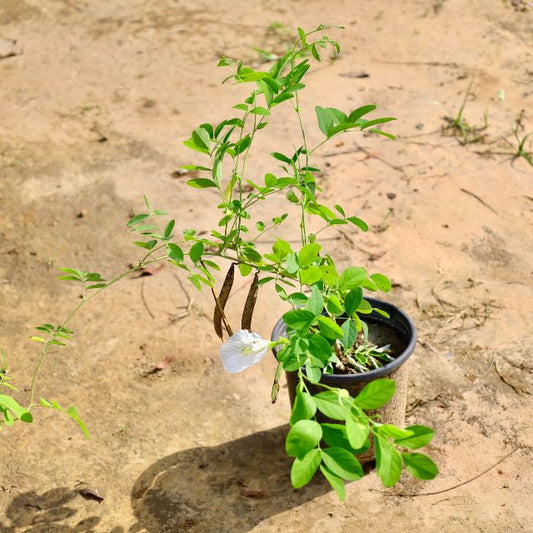 Aparajita White Plants: Buy Online Plants in Gurgaon: Free Next-Day Delivery