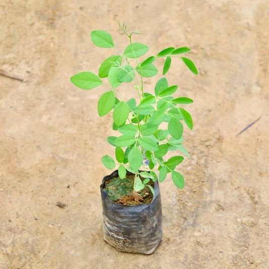 Aprajita plant with green leaves on a beige background Buy Outdoor Plants in Gurgaon haryali: Free Next-Day Delivery