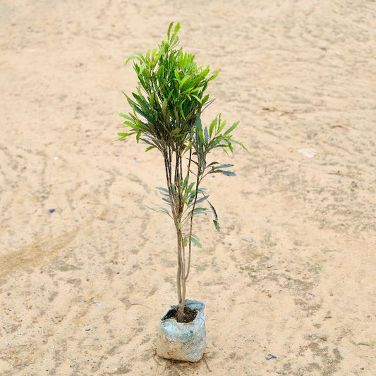 Aralia Black In 4 inch Nursery Bag