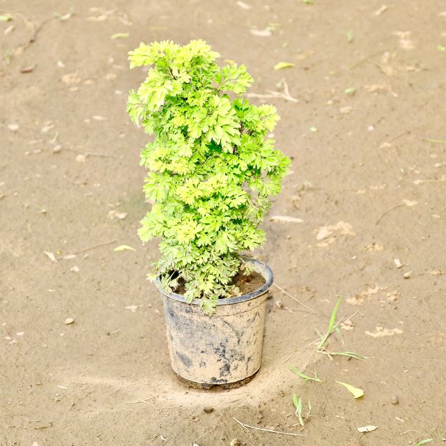 Aralia bush plant on a sandy or gravelly surface Buy Indoor Plants in Gurgaon haryali: Free Next-Day Delivery