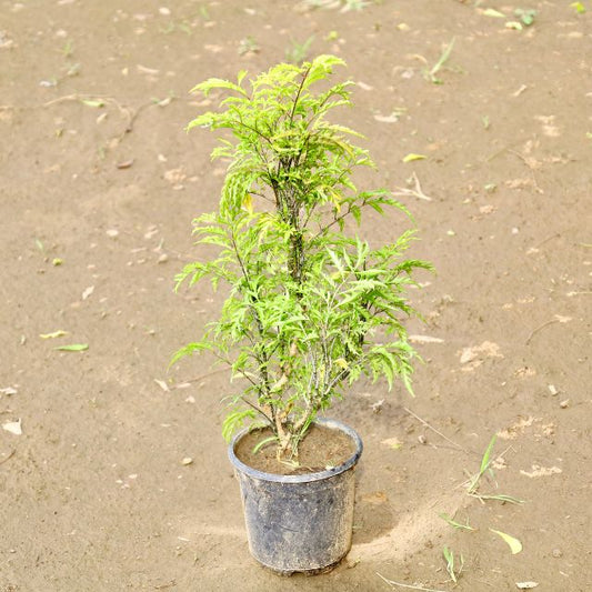 Aralia neem Potted plant on a brown soil background. Buy Indoor Plants in Gurgaon, Haryali: Free Next-Day Delivery