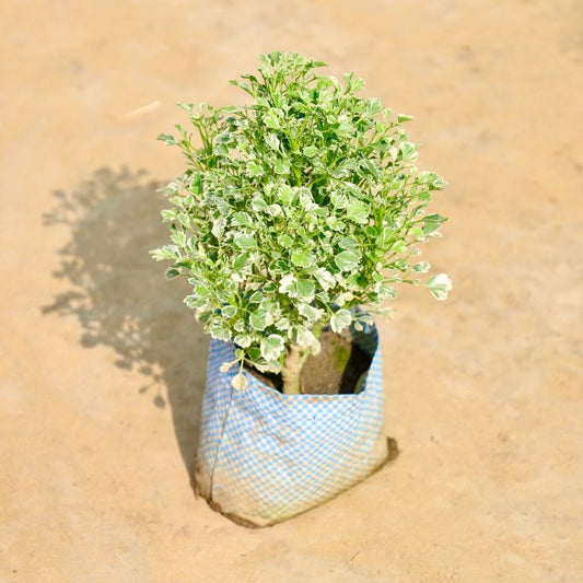 Small Aralia Variegated plant in a woven pot on sandy ground