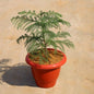 Araucaria In 8 Inch Classic Red Pot (1.5 Fit)