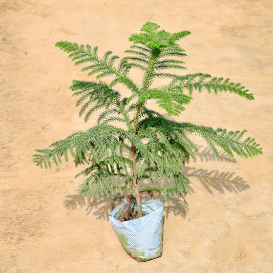 Araucaria Christmas Tree plant on a beige background Buy Online Plants in Gurgaon: Free Next-Day Delivery