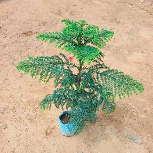 Araucaria In 4 Inch Nursery Bag