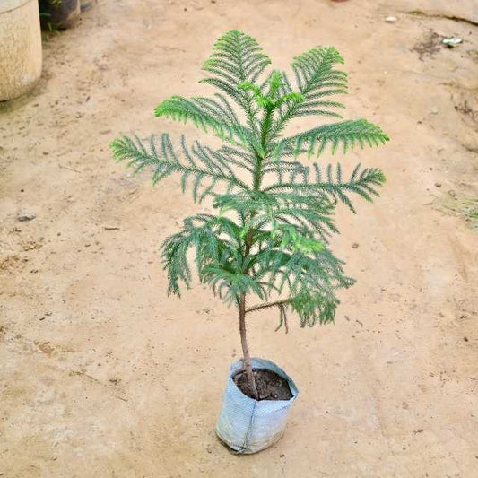 Araucaria plant on a sandy surface Buy Indoor Plants in Gurgaon haryali: Free Next-Day Delivery