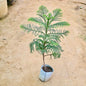 Araucaria plant on a sandy surface Buy Indoor Plants in Gurgaon haryali: Free Next-Day Delivery