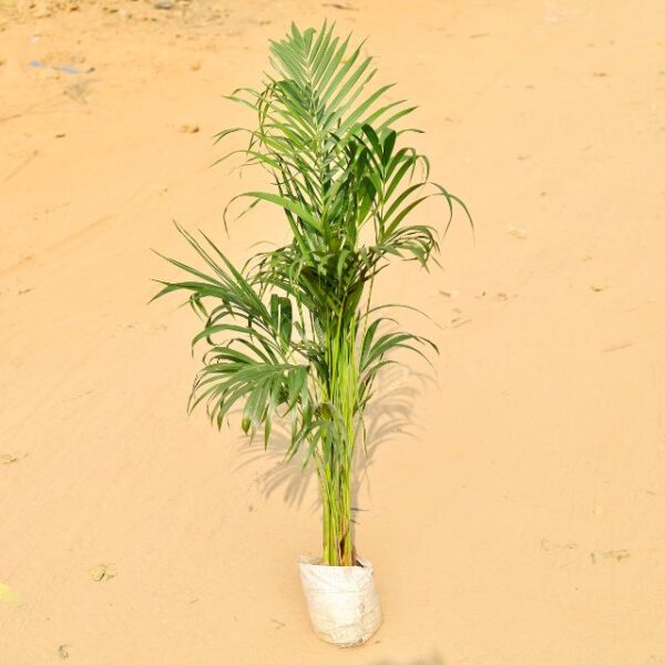 Areca Palm 4.5 Fit In 7 Inch Nursery Bag