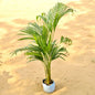 Areca Plam In 6 Inch Nursery Bag