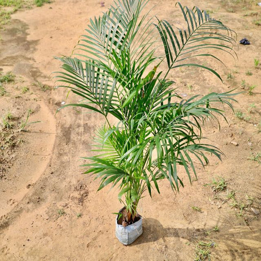 Areca palm plant on a sandy ground Buy Online Plants in Gurgaon: Free Next-Day Delivery