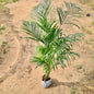 Areca palm plant on a sandy ground Buy Online Plants in Gurgaon: Free Next-Day Delivery