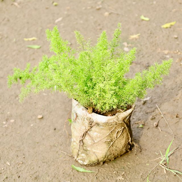 Asparagus Mary plant in a biodegradable pot on sandy soil Buy Indoor Plants in Gurgaon haryali: Free Next-Day Delivery