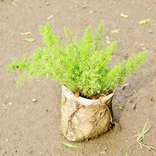 Asparagus Mary plant in a biodegradable pot on sandy soil Buy Indoor Plants in Gurgaon haryali: Free Next-Day Delivery