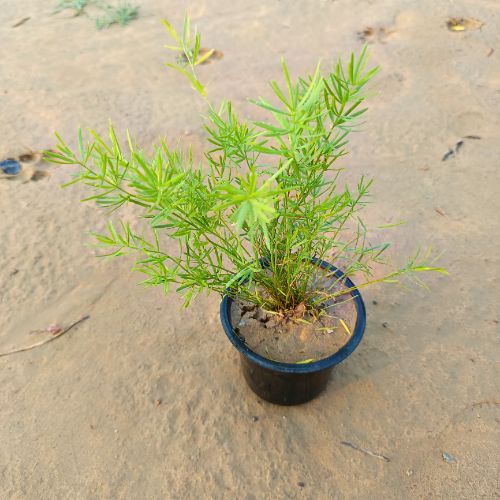 Asparagus in 4 Inch Nursery Pot