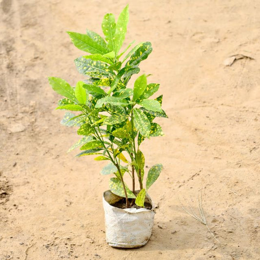 Baby Croton plant on a sandy surface Buy Indoor Plants in Gurgaon haryali: Free Next-Day Delivery