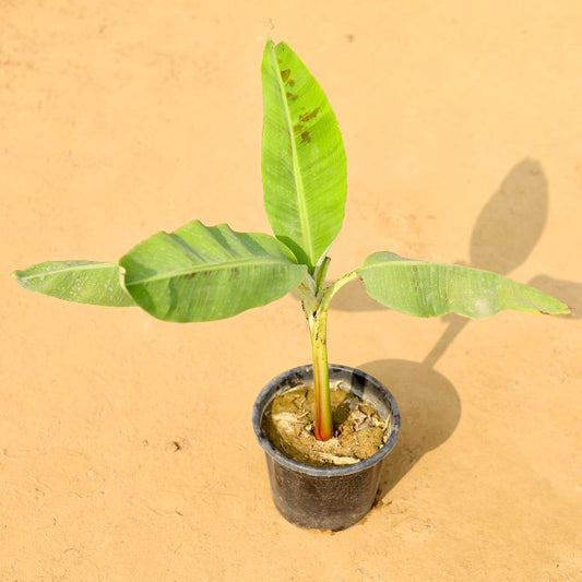 Banana Plant In 8 Inch Nursery Pot