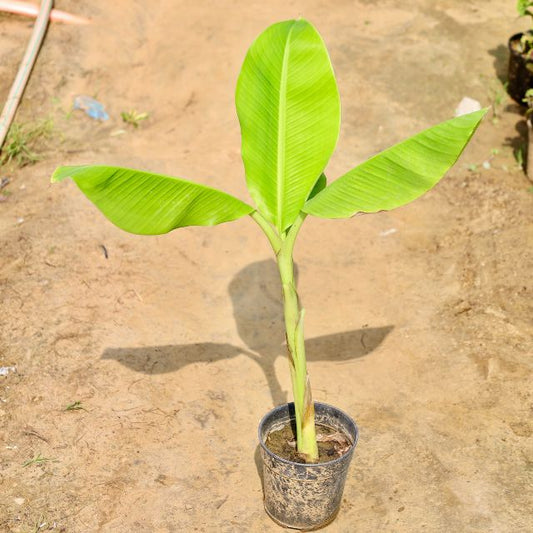 Young banana plant in a pot on a sandy surface Buy Online Plants in Gurgaon: Free Next-Day Delivery