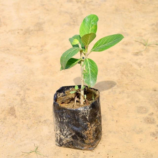 Bargad tree sapling in a black pot on a beige background Buy Online Plants in Gurgaon: Free Next-Day Delivery