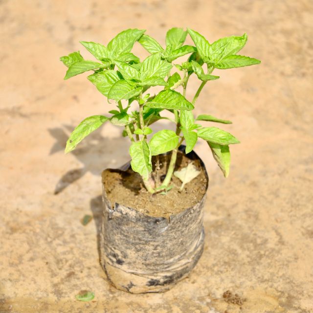 Basil plant on a textured brown surface Buy Online Plants in Gurgaon: Free Next-Day Delivery