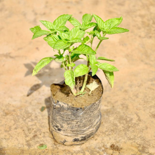 Basil plant on a textured brown surface Buy Online Plants in Gurgaon: Free Next-Day Delivery
