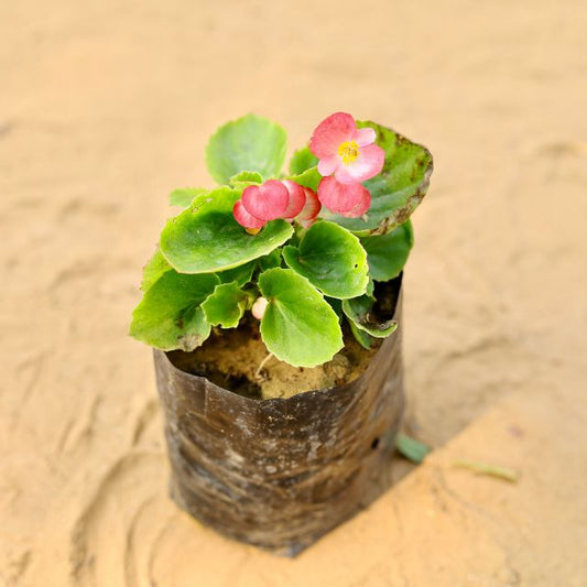 Begonia Any Colour In 4 Inch Nursery Bag