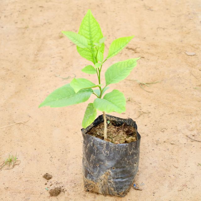 Young Bel Patra plant in a black pot on sandy ground. Buy Indoor Plants in Gurgaon, Haryali: Free Next-Day Delivery