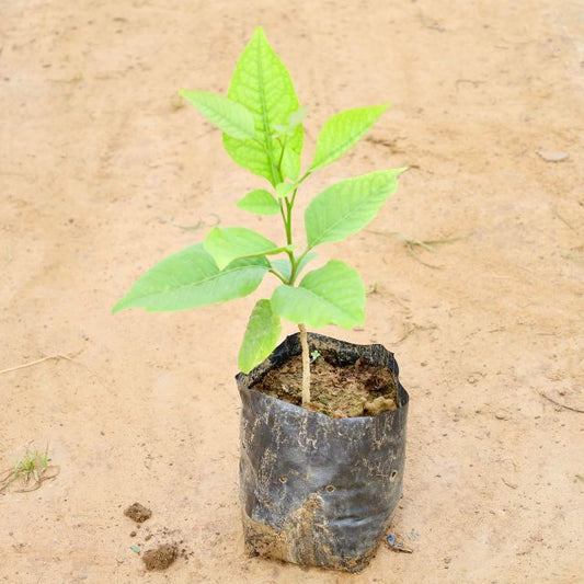 Young Bel Patra plant in a black pot on sandy ground. Buy Indoor Plants in Gurgaon, Haryali: Free Next-Day Delivery