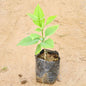 Young Bel Patra plant in a black pot on sandy ground. Buy Indoor Plants in Gurgaon, Haryali: Free Next-Day Delivery