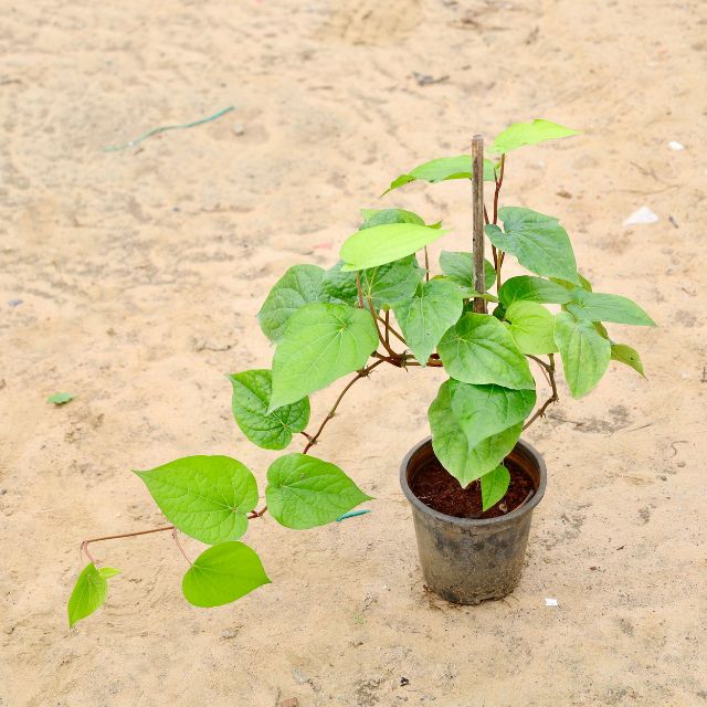 Betel Leaf Paan Plant In 6 inch Nursery Pot