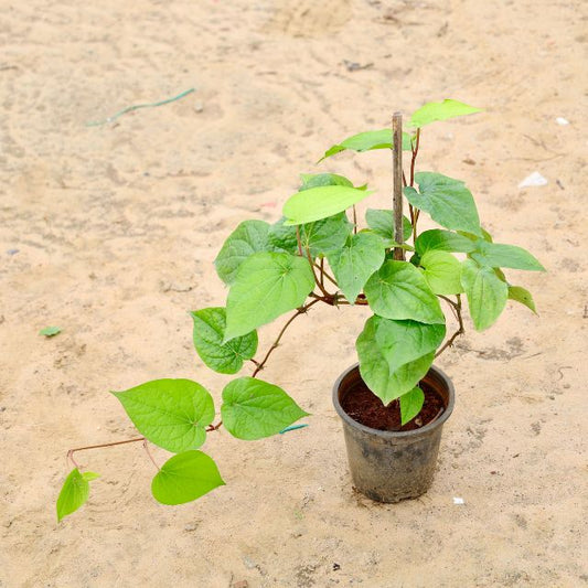 Betel Leaf Paan Plant In 6 inch Nursery Pot