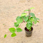 Betel Leaf Paan Plant In 6 inch Nursery Pot