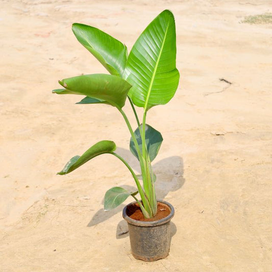 Bird of Paradise Potted plant with green leaves on a beige background. Buy Online Plants in Gurgaon: Free Next-Day Delivery