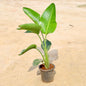 Bird of Paradise Potted plant with green leaves on a beige background. Buy Online Plants in Gurgaon: Free Next-Day Delivery