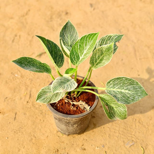 Potted plant with green leaves on a sandy background