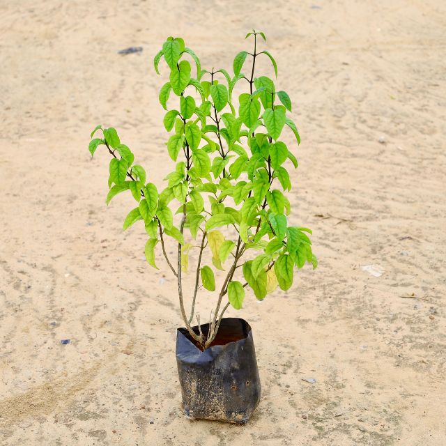 Bleeding Heart In 7 inch Nursery Bag