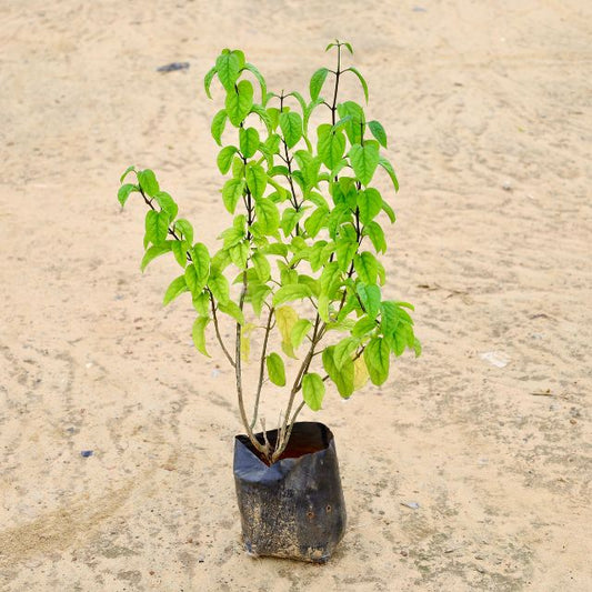 Bleeding Heart In 7 inch Nursery Bag