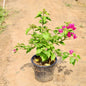 Bougainvillea Paper Flower Pink plant with green leaves and pink flowers on a sandy background Buy Online Plants in Gurgaon: Free Next-Day Delivery