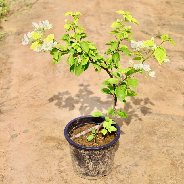Bougainvillea Paper Flower White plant with green leaves and white flowers on a brown background Buy Online Plants in Gurgaon: Free Next-Day Delivery