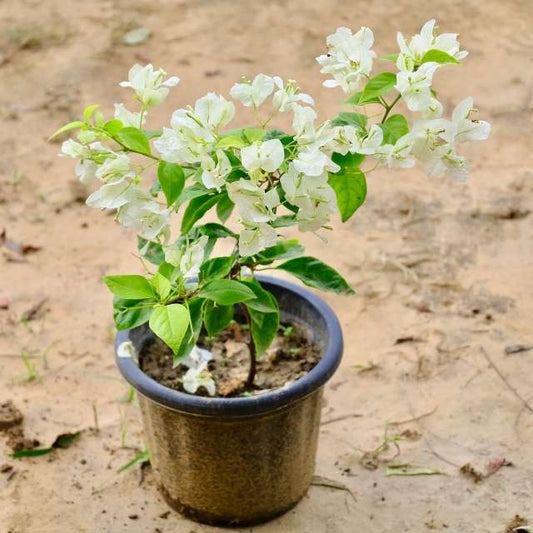 Bougainvillea White plant with white flowers and green leaves on a sandy background. Buy Indoor Plants in Gurgaon, Haryali: free next-day delivery.
