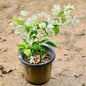 Bougainvillea White plant with white flowers and green leaves on a sandy background. Buy Indoor Plants in Gurgaon, Haryali: free next-day delivery.