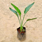 Brid Of Paradise In 7 inch Nursery Bag