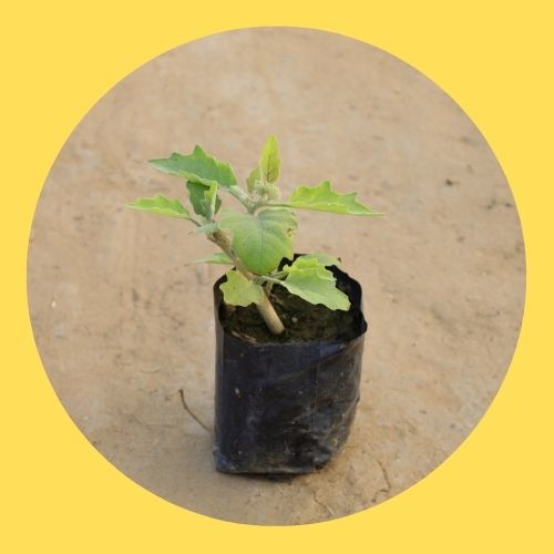 Brinjal Plant in 4 Inch Nursery Bag