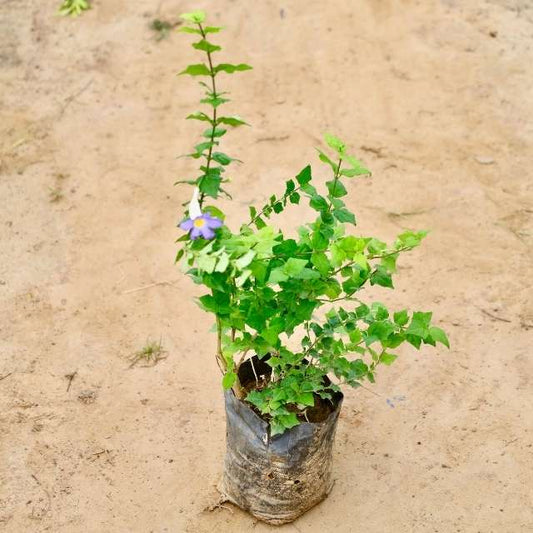 BushClockVine plant with green leaves and a single purple flower on a sandy background Buy Indoor Plants in Gurgaon haryali: Free Next-Day Delivery