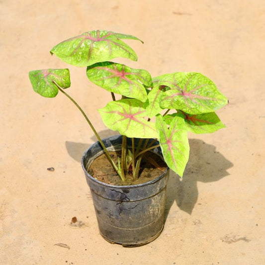 Caladium Potted plant with green and pink leaves on a beige background Online Plants in Gurgaon: Free Next-Day Delivery