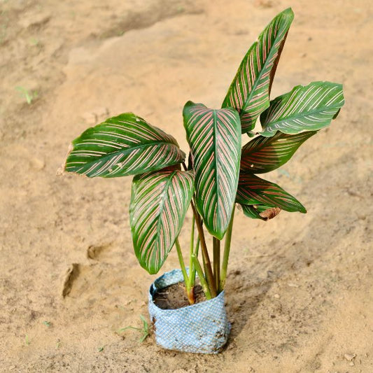 Calathea plant with striped leaves on a sandy background Buy Online Plants in Gurgaon: Free Next-Day Delivery
